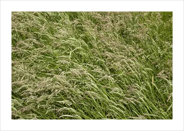Yorkshire fog grass (Holcus lanatus)