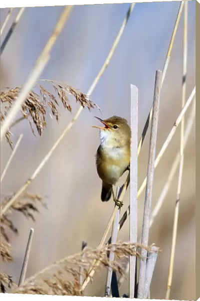 Male Eurasian reed warbler singing