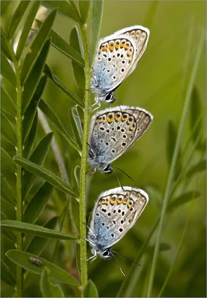 Silver-studded Blue Butterflies
