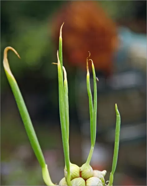Tree onion (Allium cepa var. viviparum)