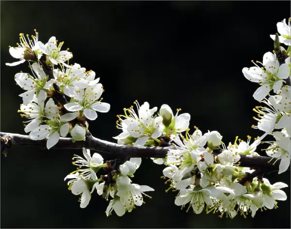 Blackthorn blossom