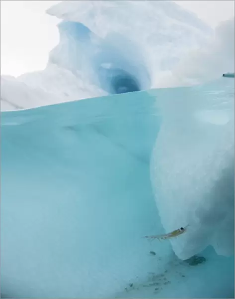 Antarctic iceberg with krill, split view