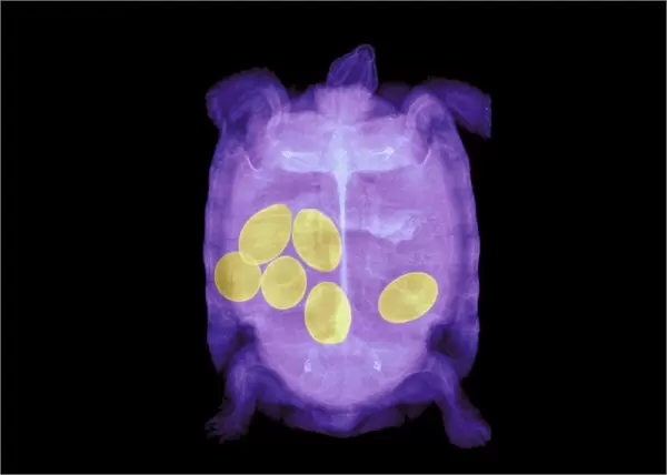 Tortoise and eggs, X-ray