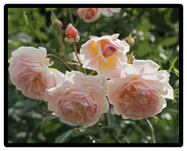 Rose (Rosa Sweet Juliet Ausleap )