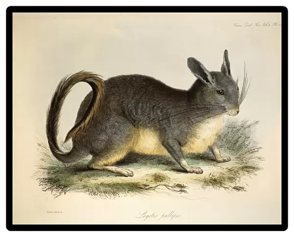 1835 Viscacha from mountains of Chile