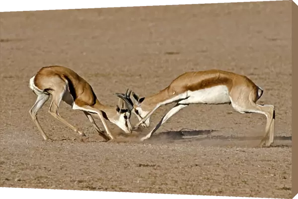 Springboks fighting