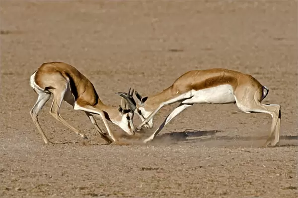 Springboks fighting