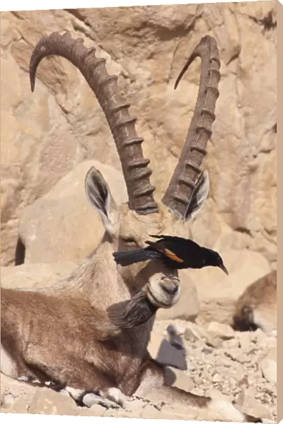 Nubian Ibex and Tristrams Starling