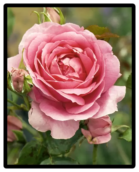 Rose (Rosa Parade )