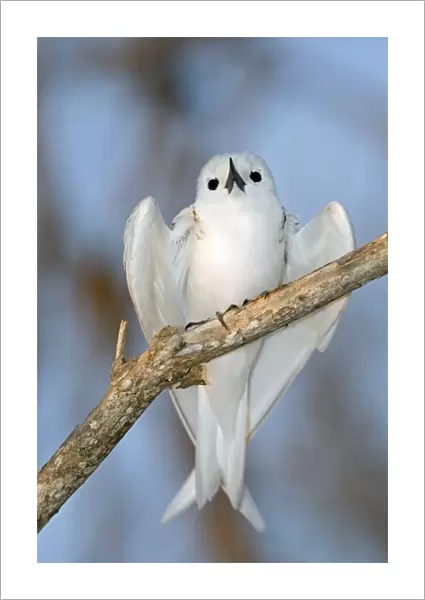 White tern in a tree