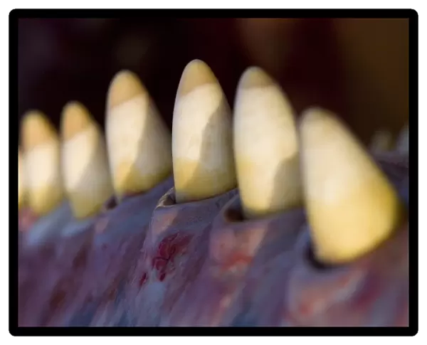 Sperm whale teeth