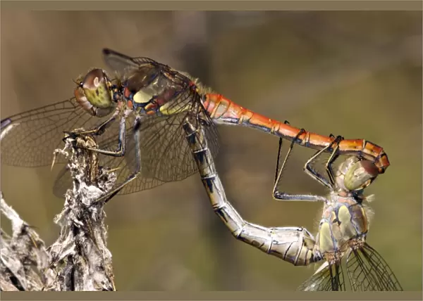 Ruddy darter dragonflies mating