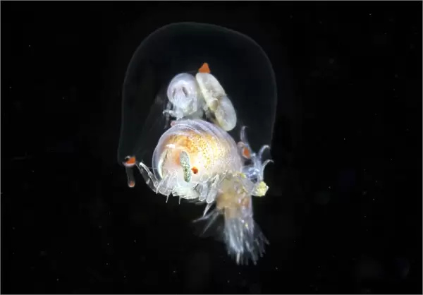 Amphipods inside a hydromedusa