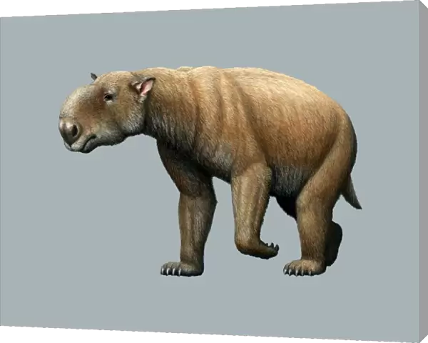 Prehistoric giant wombat, artwork