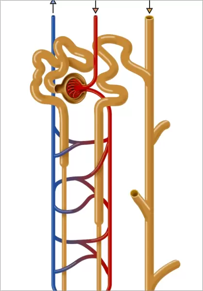 Nephron structure, artwork