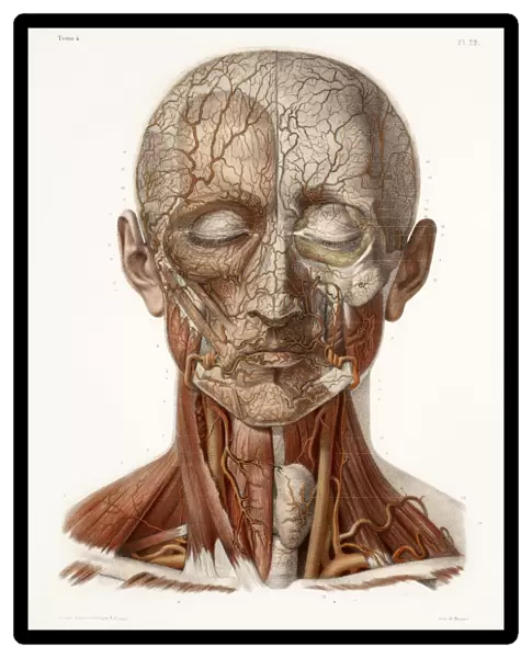 Head vascular anatomy, historical artwork