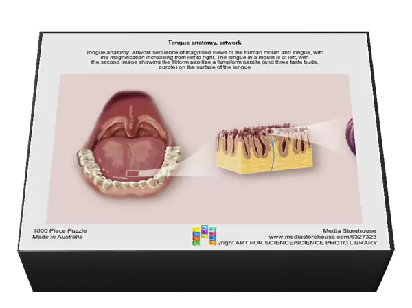Tongue anatomy, artwork