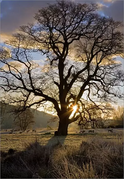 Oak tree (Quercus sp. ) in Winter
