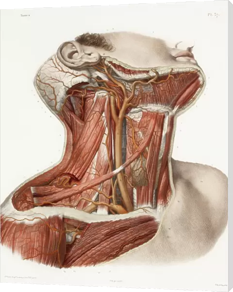 Neck vascular anatomy, historical artwork