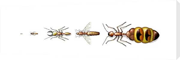Ant types, artwork
