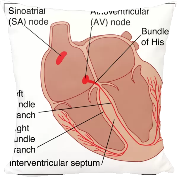 Heart conduction system, artwork