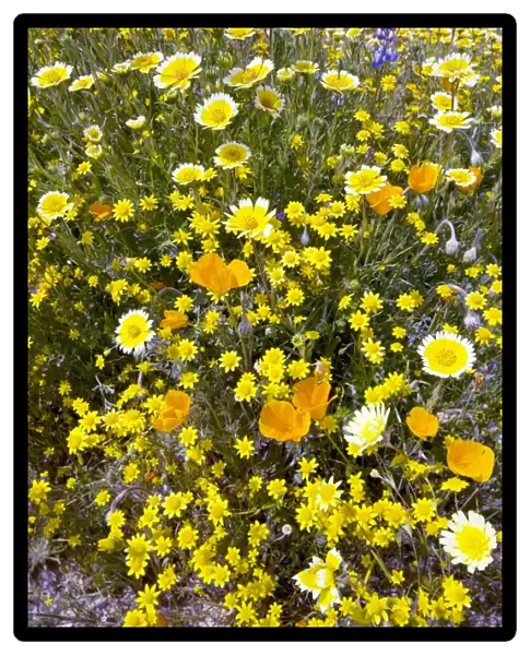 Wildflowers, California