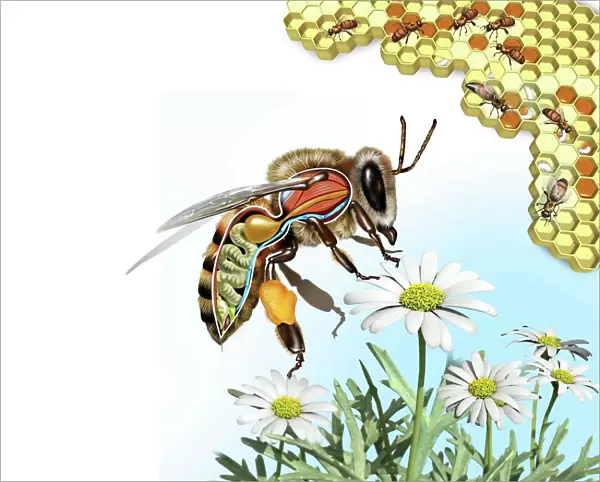 Bee anatomy, artwork