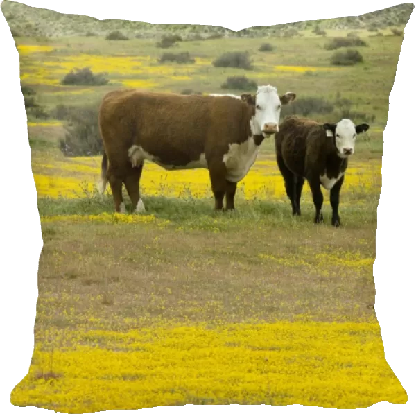 Cattle in California