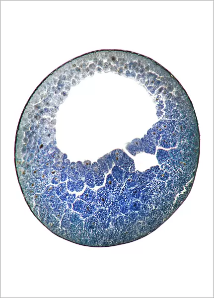 Developing frog egg, light micrograph