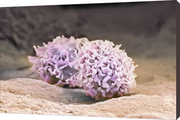 Macrophage cells, SEM