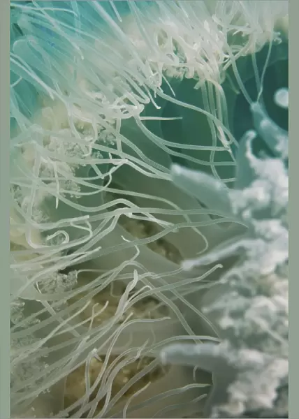 Rhopilema nomadica Jellyfish
