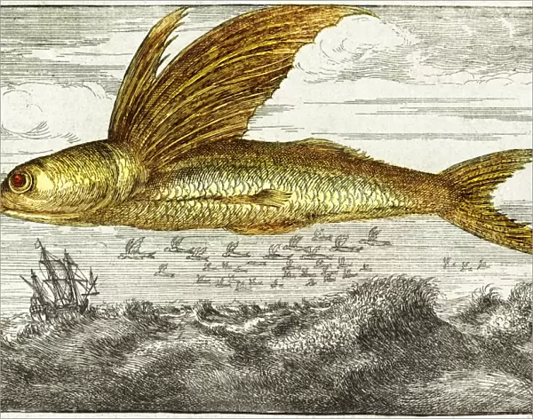 Flying fish, 17th century artwork