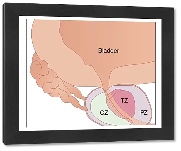 Prostate gland anatomy, artwork