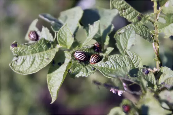 Colorado beetles on potato plant