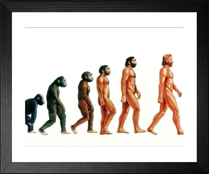 Framed Print : Human Evolution Print: A visual representation of human development stages Framed Print : Human Evolution Print: A visual representation of human development stages