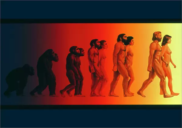 Artwork of the stages in human evolution