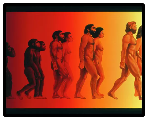 Artwork of the stages in human evolution
