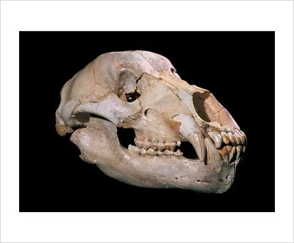 Bear skull, Sima de los Huesos