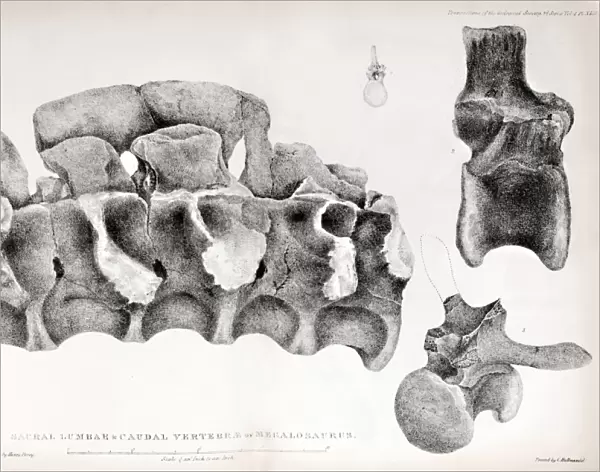 1824 Bucklands Megalosaurus spine clean