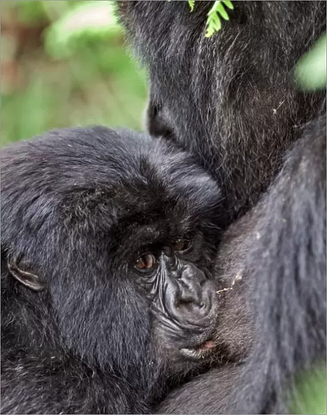 Mountain gorilla infant feeding