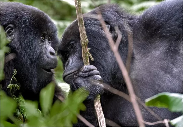 Mountain gorillas interacting