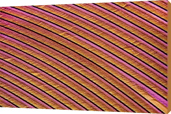 Swan feather, light micrograph