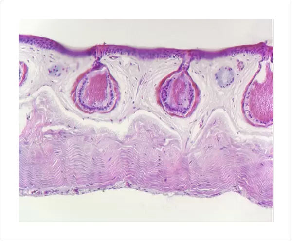Frog skin glands, light micrograph