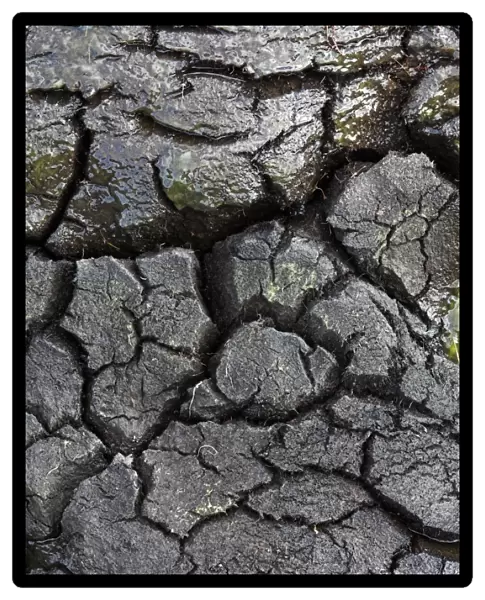 Peat bog. Close-up of cracks in a thick layer of peat
