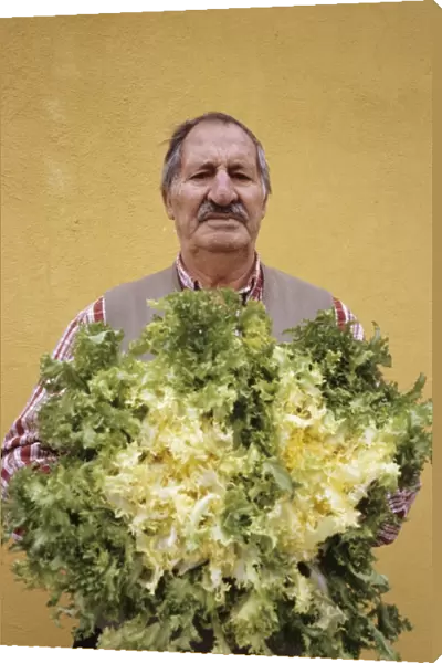 Lettuce harvest