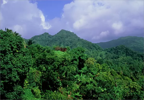 The forests of Grenada