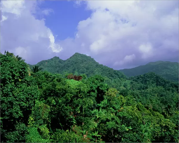 The forests of Grenada