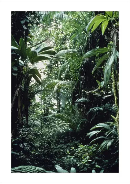 Interior of montane rainforest