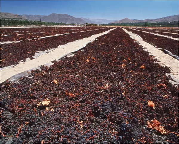 Grapes drying in sun