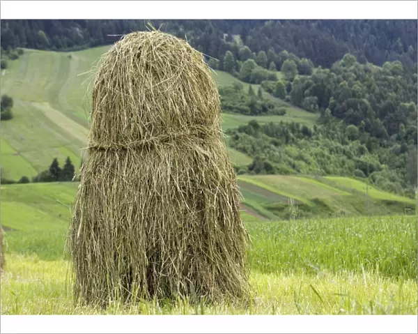 Hay stack. Traditional hay stack. Photographed in an open field system